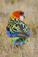 Rear view of a female Eastern Rosella (Platycercus eximius) exhibiting its distinctive back plumage, photo Murdoch Grewar. https://en.wikipedia.org/wiki/Eastern_rosella#/media/File:Female_Eastern_Rosella_(Platycercus_eximius).jpg